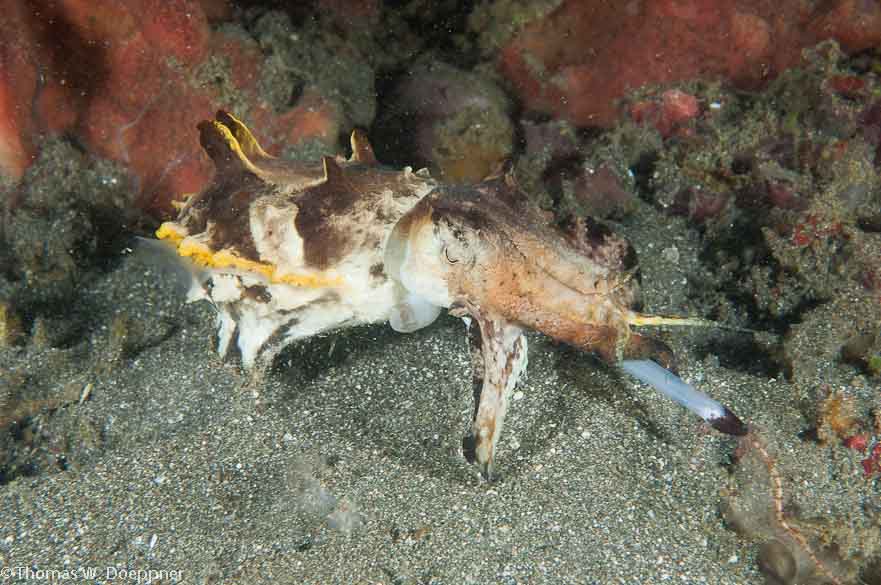 Flamboyant Cuttlefish