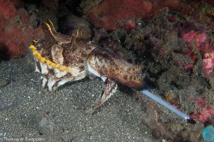 Flamboyant Cuttlefish