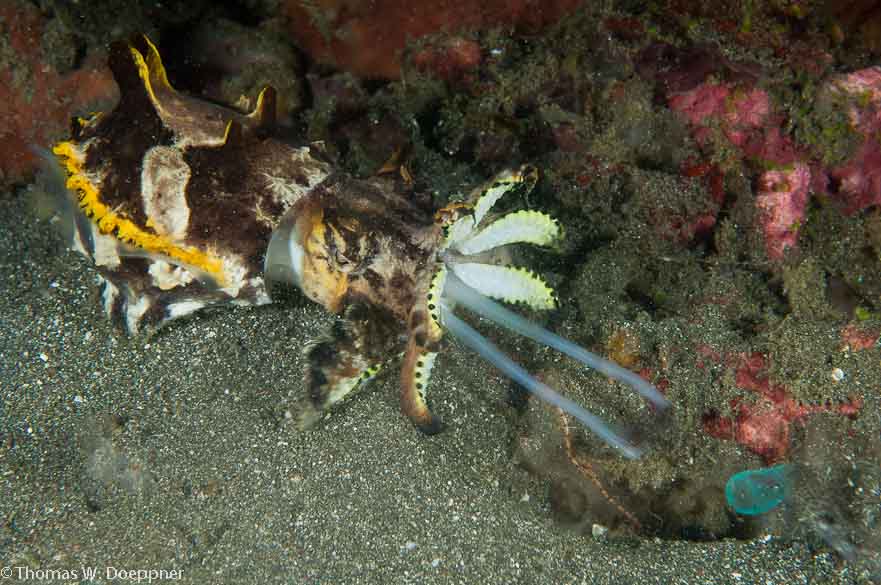 Flamboyant Cuttlefish