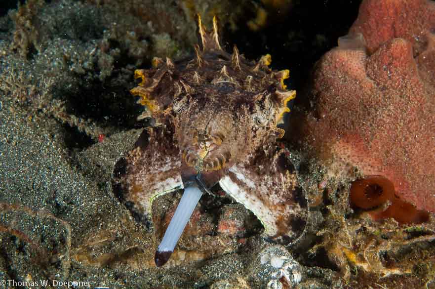 Flamboyant Cuttlefish