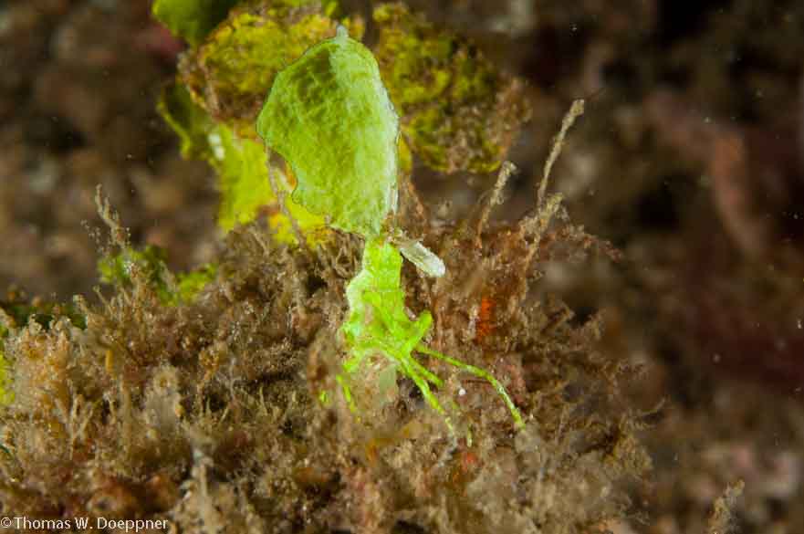 Arrowhead Crab