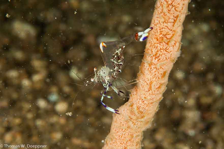 Holthuis' Anemone Shrimp