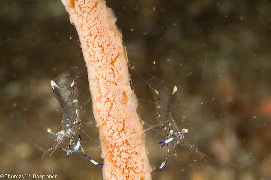 Holthuis' Anemone Shrimp