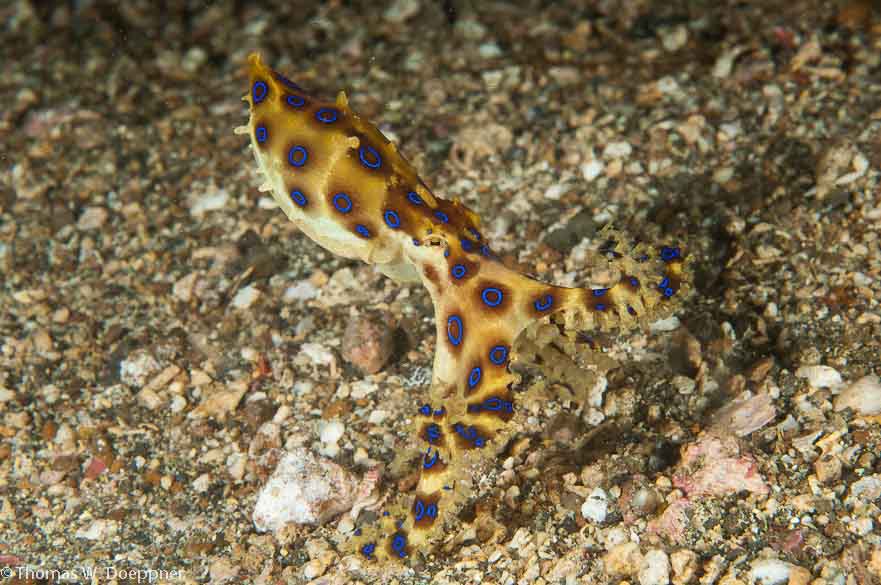 Blue-Ringed Octopus