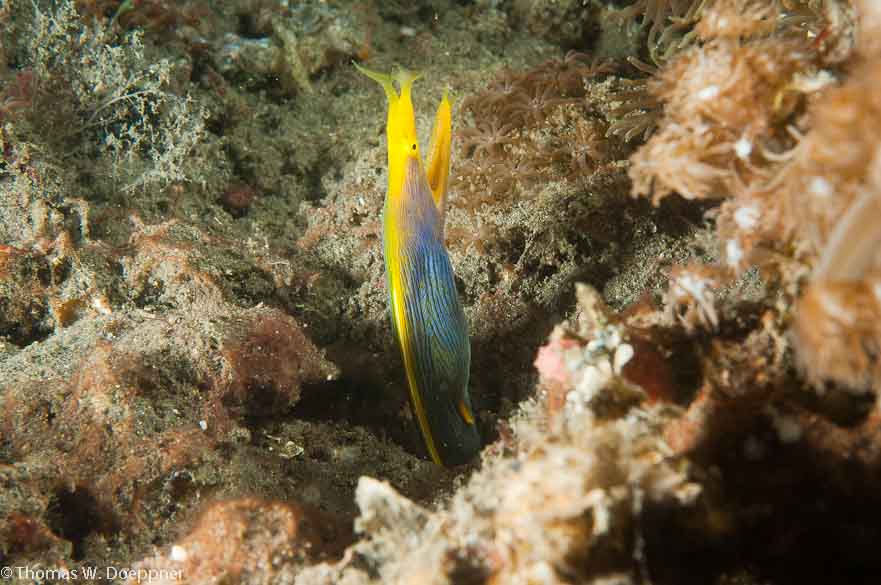 Ribbon Eel