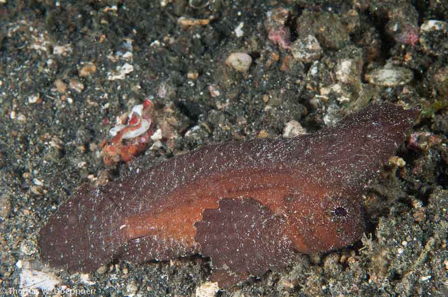 Spiny Waspfish