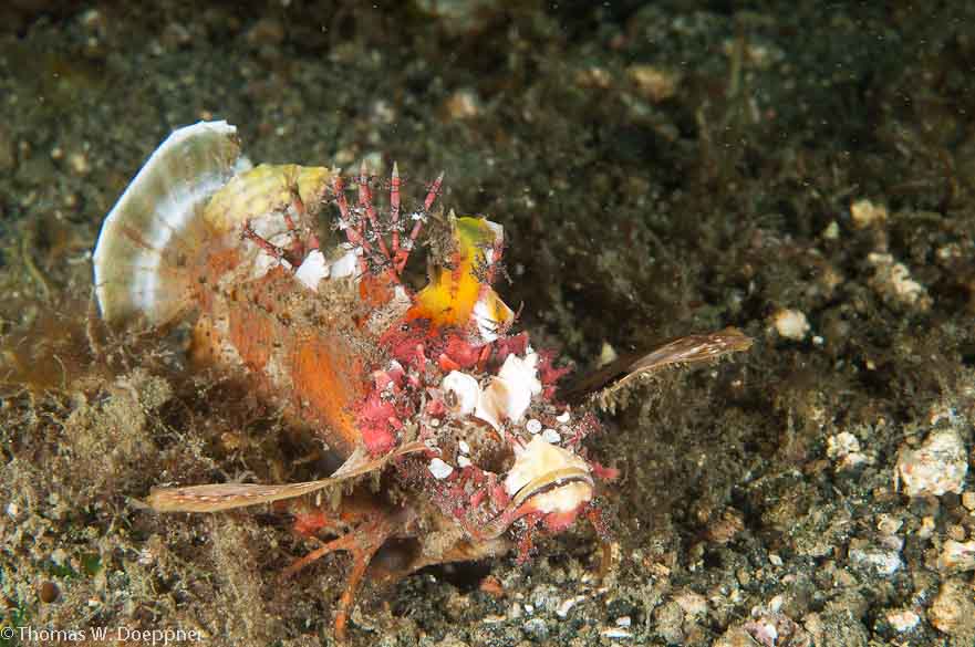 Spiny Devilfish