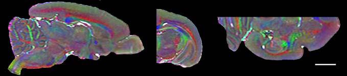 Comparative {3D} Anatomy of the Prosimian Brain:{DTI} and Histological Studies