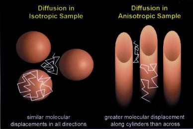 The Basis of Anisotropic Water Diffusion in the Nervous System - A Technical Review
