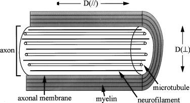 The Basis of Anisotropic Water Diffusion in the Nervous System - A Technical Review