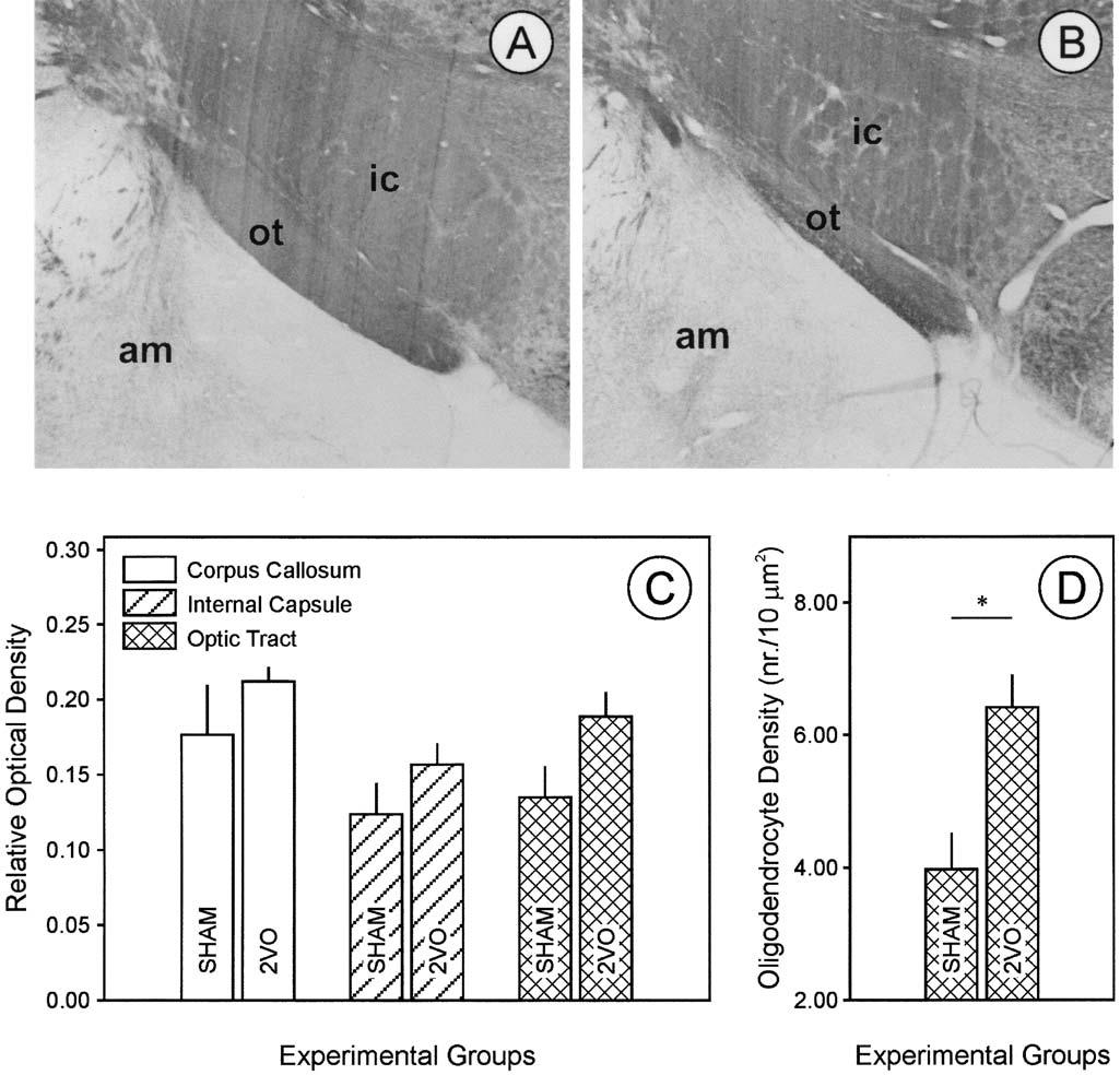 Experimental cerebral hypoperfusion induces white matter injury and microglial activation in the rat brain