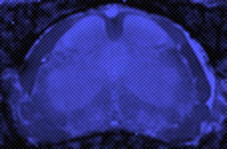 Visualizing Diffusion Tensor Images of the Mouse Spinal Cord
