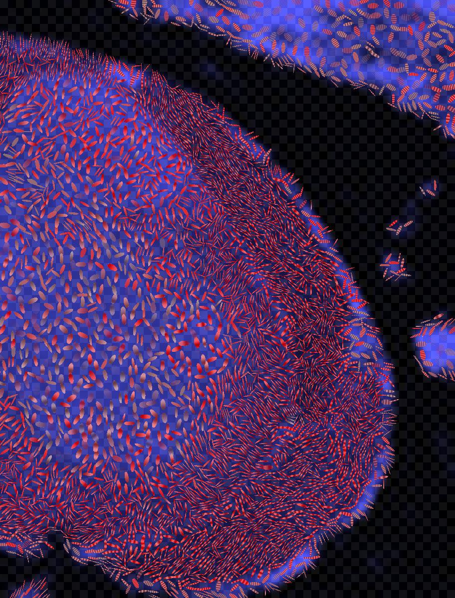 Visualizing Diffusion Tensor Images of the Mouse Spinal Cord