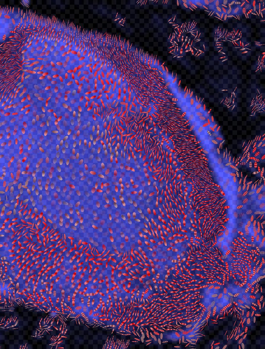 Visualizing Diffusion Tensor Images of the Mouse Spinal Cord