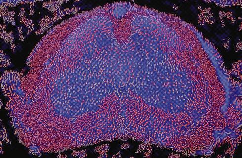 Visually Representing Multi-valued Scientific Data Using Concepts from Oil Painting
