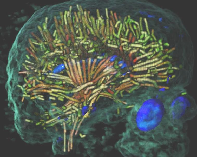 Visualization of Multi-Valued Scientific Data: Applying Ideas from Art and Perceptual Psychology
