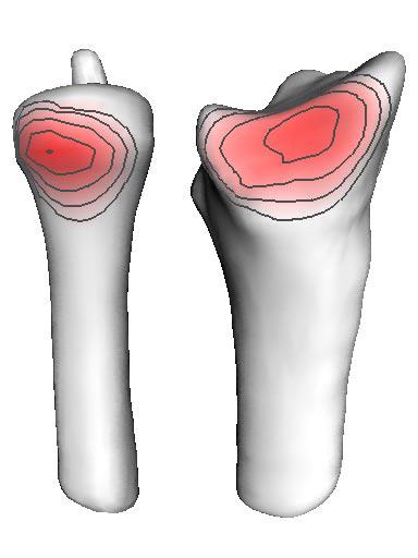 Visualization of Contact Areas and Ligament Paths in Joints