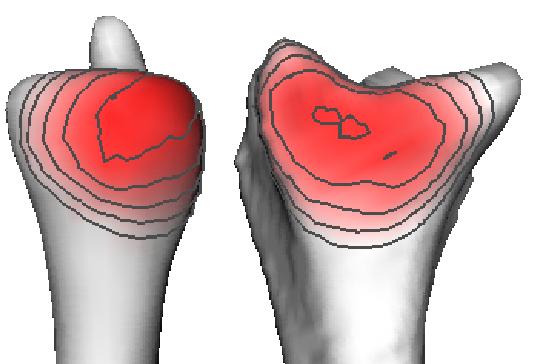 Visualization of Contact Areas and Ligament Paths in Joints