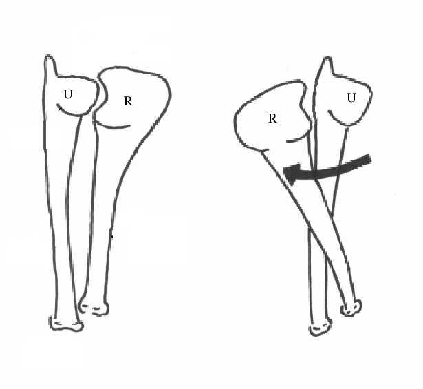 Estimating joint contact areas and ligament lengths from bone kinematics and surfaces