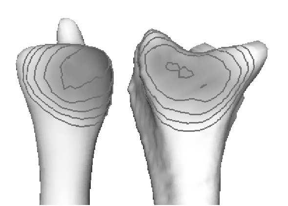 Estimating joint contact areas and ligament lengths from bone kinematics and surfaces
