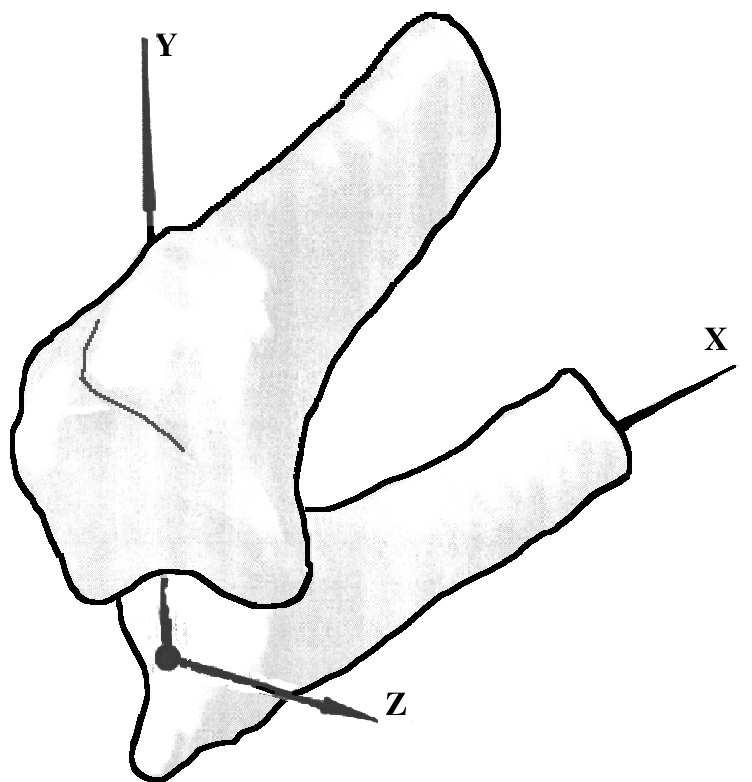 Estimating joint contact areas and ligament lengths from bone kinematics and surfaces