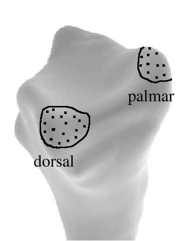 Estimating joint contact areas and ligament lengths from bone kinematics and surfaces