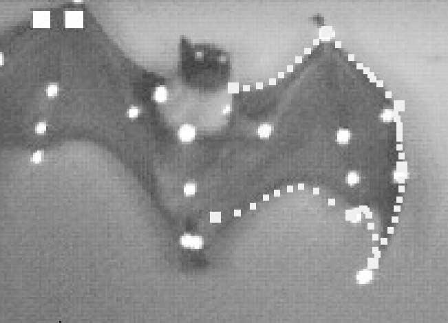 Particle Flurries: Synoptic {3D} Pulsatile Flow Visualization
