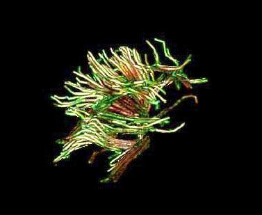 Interactive Volume Rendering of Thin Thread Structures within Multivalued Scientific Datasets