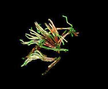 Interactive Volume Rendering of Thin Thread Structures within Multivalued Scientific Datasets