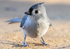 A bird standing on the ground

Description automatically generated