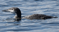 A bird swimming in the water

Description automatically generated