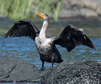 A bird with its wings spread out

Description automatically generated