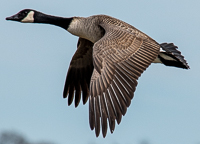 A bird flying in the sky

Description automatically generated