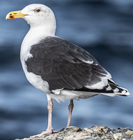 A bird standing on a rock

Description automatically generated