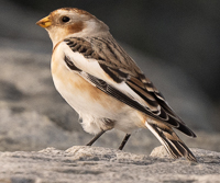 A bird standing on a rock

Description automatically generated