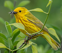 A yellow bird on a branch with a fly in its mouth

Description automatically generated