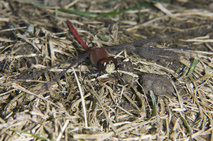 DSC_0094