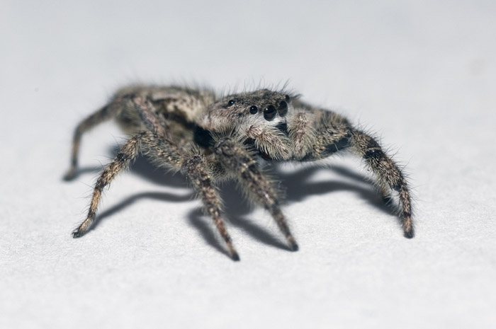 spider2