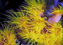 Tubastraea coccinea (Orange Cup Coral)