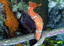 Hippocampus reidi (Longsnout Seahorse)