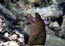 Gymnothorax miliaris (Goldentail Moray)
