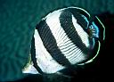 Chaetodon striatus (Banded Butterflyfish)