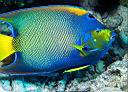 Holacanthus ciliaris (Queen Angelfish)