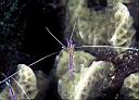 Periclimenes pedersoni (Pederson Cleaner Shrimp)