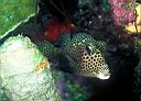 Lactophrys bicaudalis (Spotted Trunkfish)