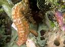 Hippocampus reidi (Longsnout Seahorse)