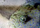 Bothus lunatus (Peacock Flounder)
