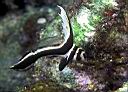 Equetus punctatus (Spotted Drum juvenile)