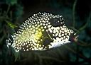 Lactophrys triqueter (Smooth Trunkfish)