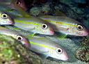 Mulloidichthys martinicus (Yellow Goatfish)